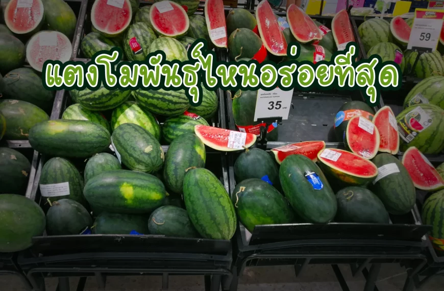 แตงโมพันธุ์ไหนอร่อยท&hellip;