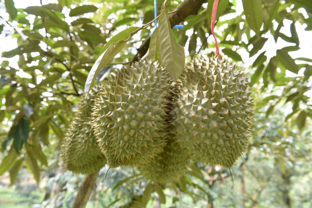 สวนทุเรียนพรประภา คัดพิเศษ เกรดส่งออกนอก