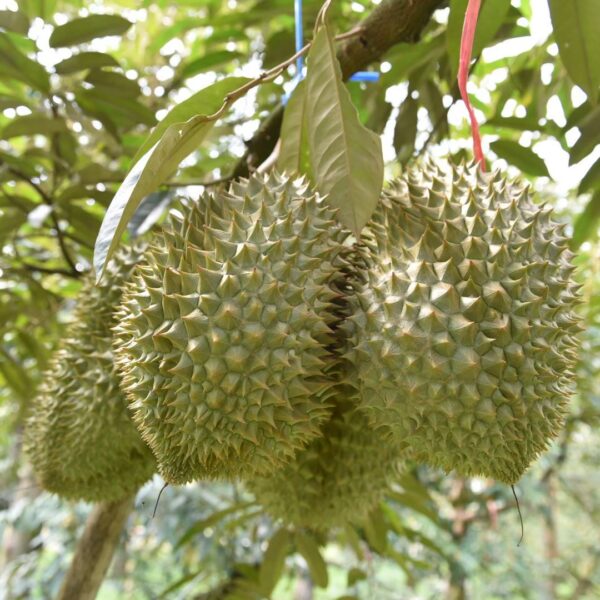 สวนทุเรียนพรประภา คัดพิเศษ เกรดส่งออกนอก