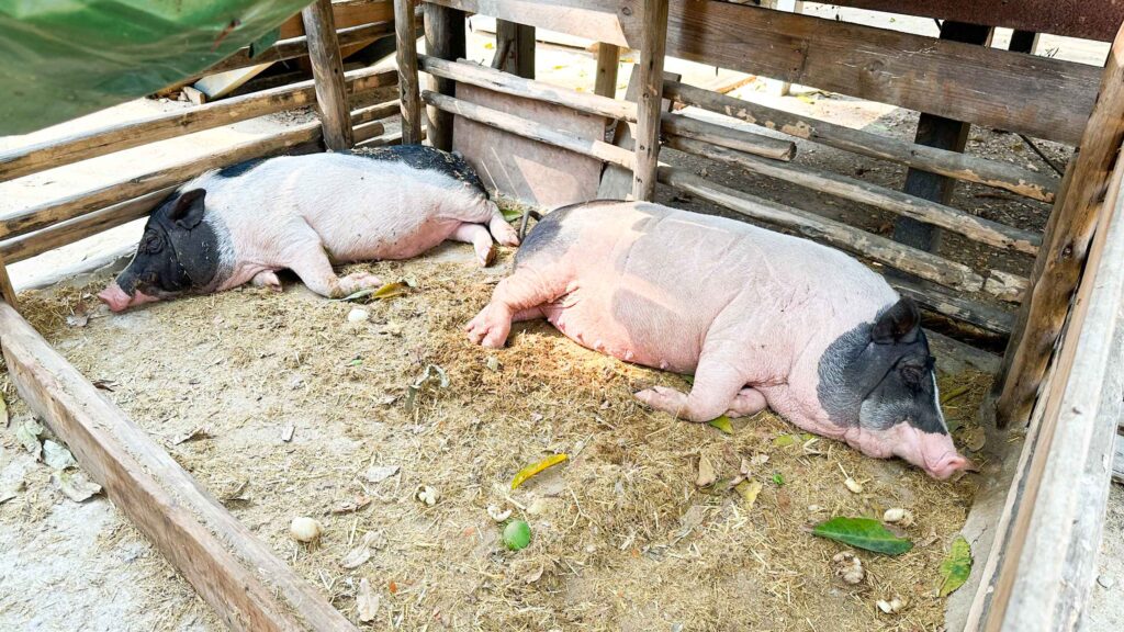 Safari Garden Playground Cafe 3