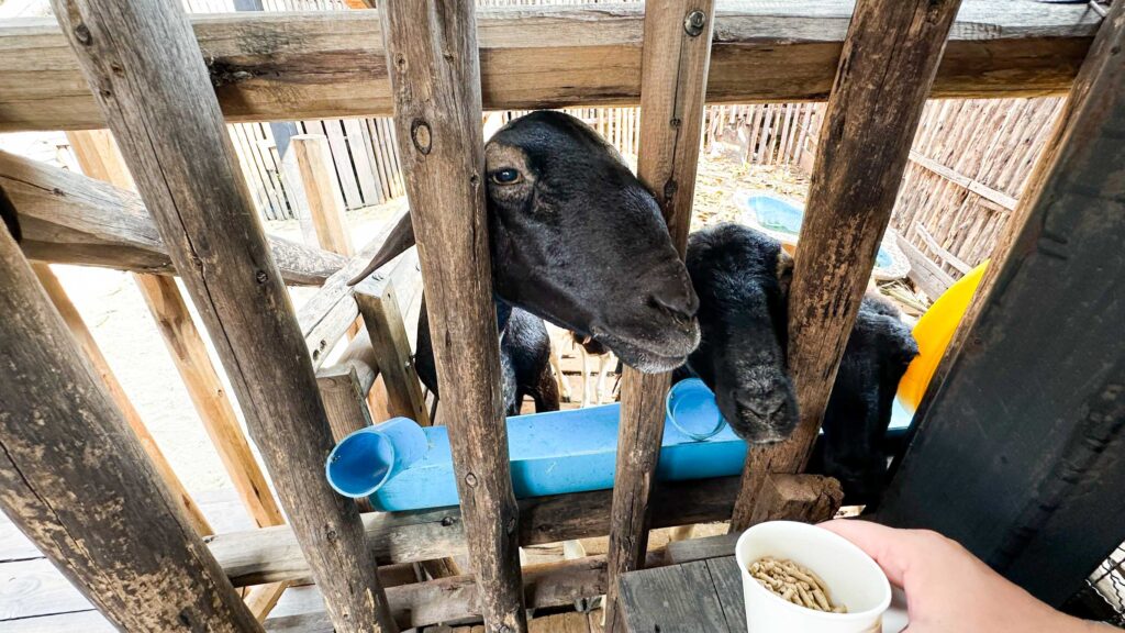 Safari Garden Playground Cafe 6