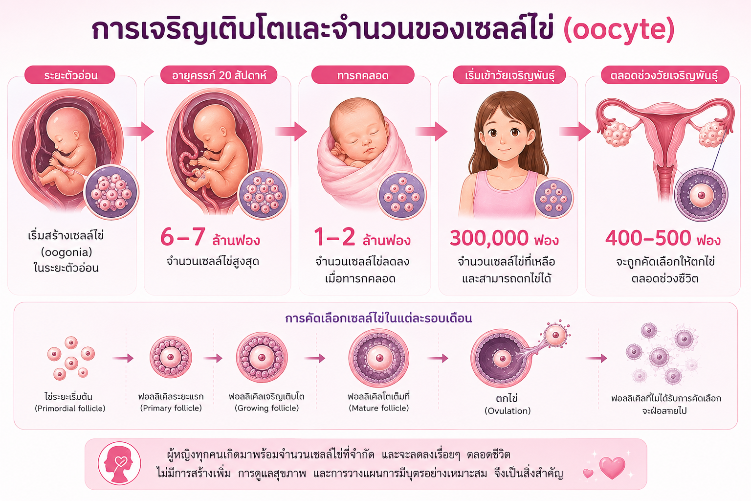 วิธีนับไข่ตก (วางแผนมีลูก) 15 oocyte
