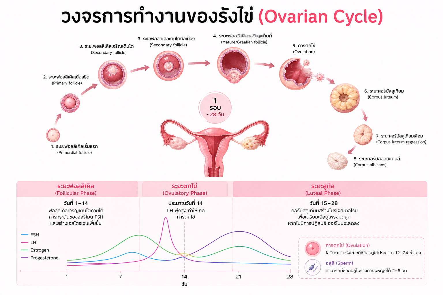 วิธีนับไข่ตก (วางแผนมีลูก) 16 ovarian cycle