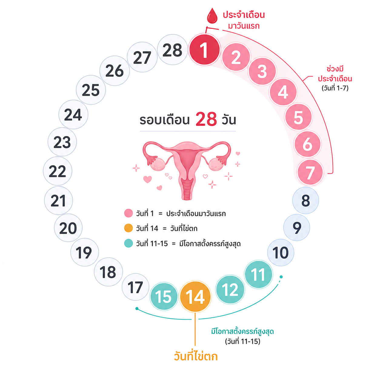 วิธีนับไข่ตก (วางแผนมีลูก) 12 รอบเดือน 28 วัน